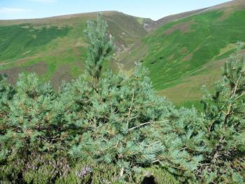 Young pine trees at Glensaugh