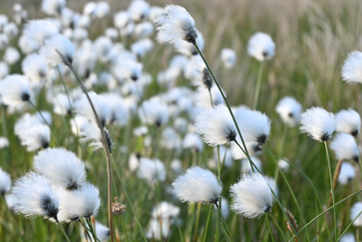 Cotton grass