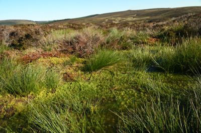 Pool with bog vegetation