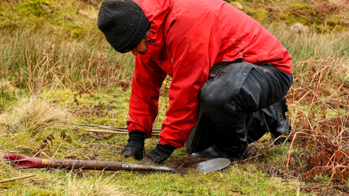 Tree being planted next to stream