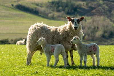 Ewe and lambs grazing pasture