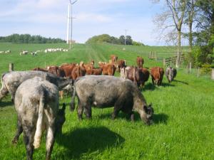 Cattle, sheep and trees