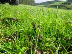 Sward close-up, Glensaugh