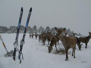 Red deer in the snow at Glensaugh