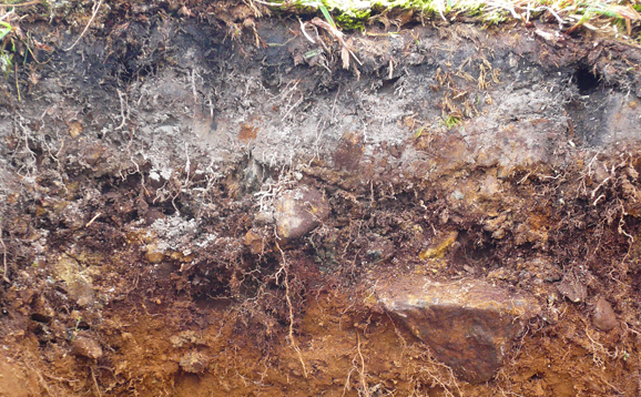 Soil Profile