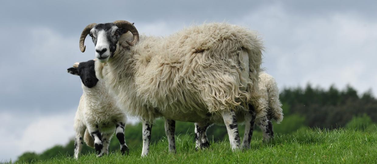 Blackface ewe with lambs