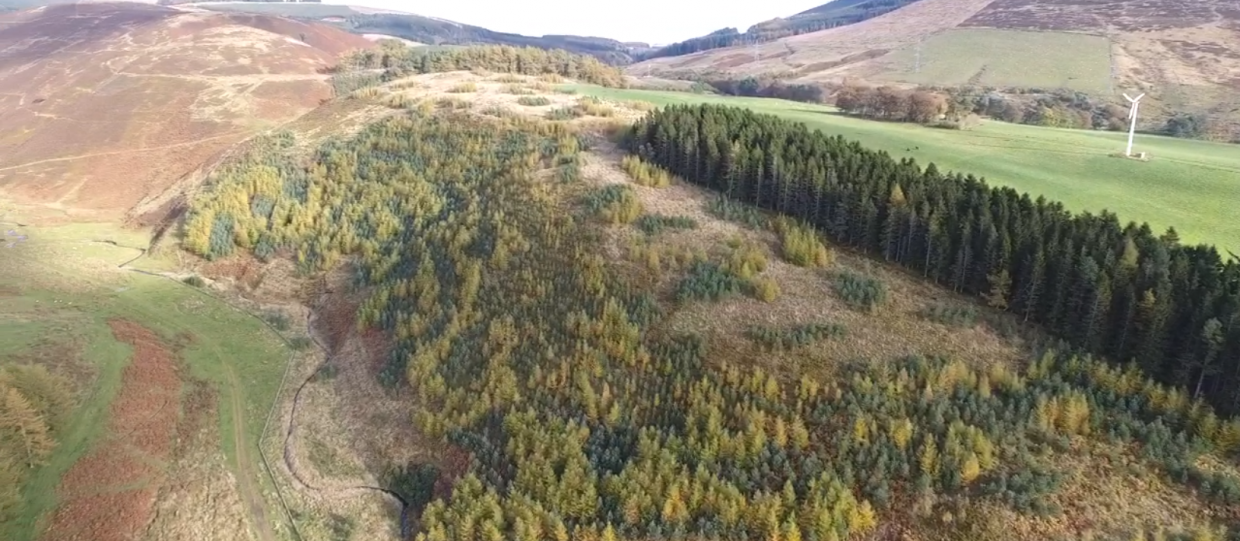 Woodlands on Glensaugh farm