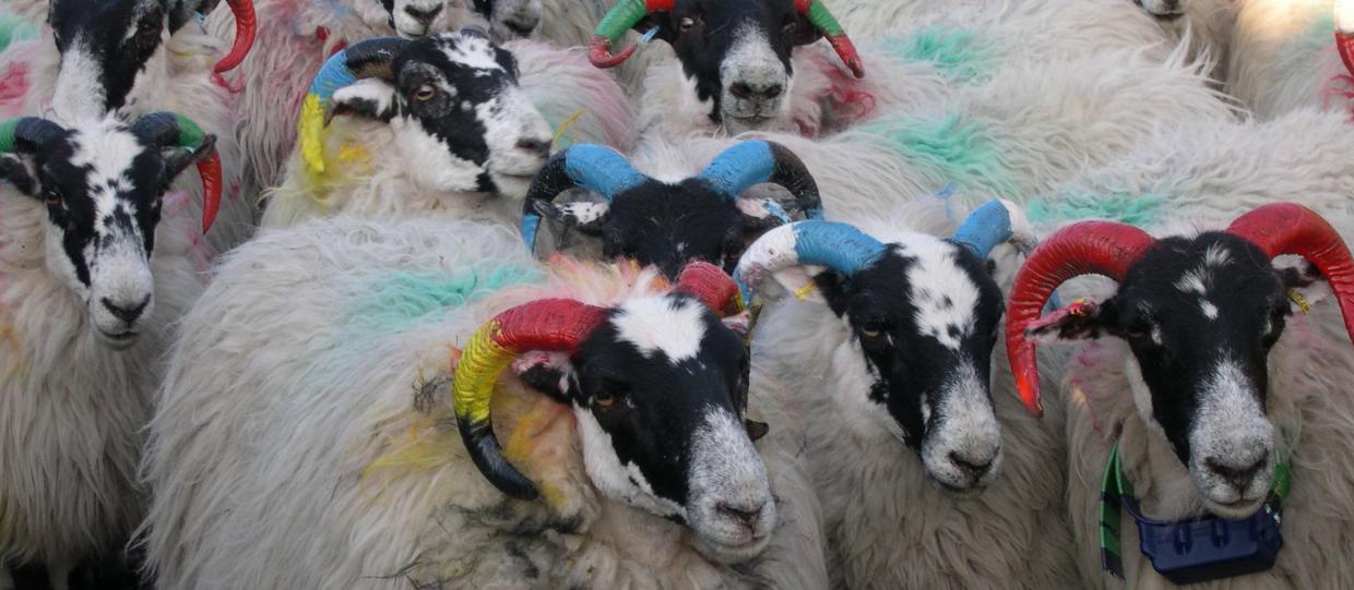 Ewes with colour-coded horns