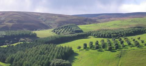 Image showing some of the Agroforestry Plots
