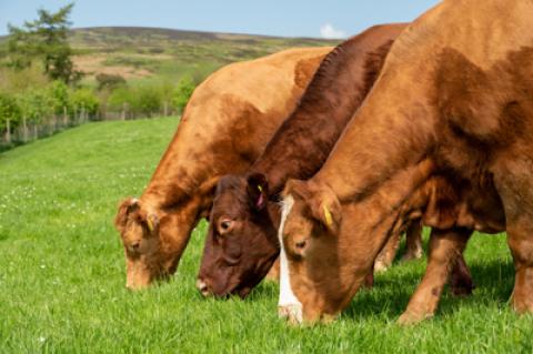 Cattle grazing pasture