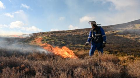 Moorland vegetation being set alight