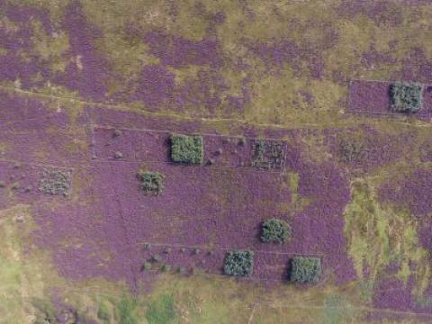 view of MOORCO plots, Glensaugh