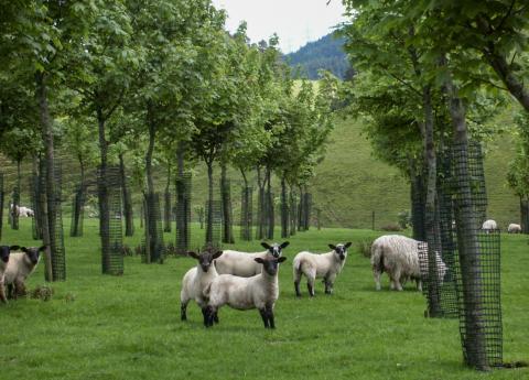 Lambs grazing between young Sycamore trees in agroforestry