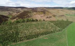 View of pine provenance plots at Glensaugh