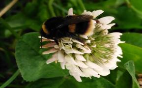 Bee visiting clover flower